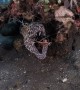 Moray Eel Gets Its Teeth Cleaned