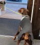 Doberman Fears Going Through Open Door