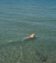 Dog Swims Toward Shark