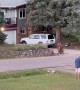 Massive Elk Charges At Passing SUV