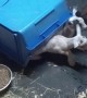 Goat Kids Snuggle Under Plastic Bin