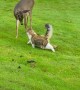 Deer Meets Cat