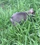 Tiny Puppy Plays in Grass