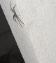 Spider at the Door