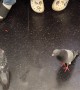 Pigeons Ride the Train