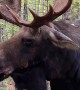 Man Has Close Encounter With a Rutting Bull Moose