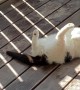 Kitten Sunbathing on His Catio