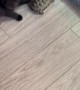 Ninja Kitten Wants to Play With Tortoise