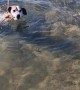 Good Boy Tries to Fetch Buoys