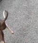 Italian Greyhound Does Handstand, Pees Everywhere But The Pad