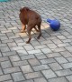Boxer Spins Ball Round And Round