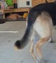 German Shepherd Fetches Wrench