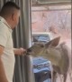 Kudu Visitor Shooed From Room