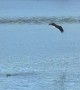 Duck Dives Away From Eagle's Talons