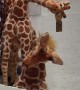 Giraffe Toy Gives Judgmental Head Tilt