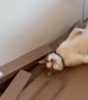 Cat In Cardboard Heaven
