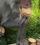 Monkeys Eat Many Cookies