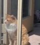 Orange Floof Confounded By Screen Door