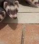 Opening Door Releases Ferret Army