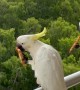 Cockatoos Help Themselves to Leftover Pizza