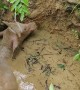 Lost Buffalo Rescued From Water Well