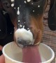 Maggie Loves Her Puppuccino