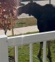 Moose Munches On Crunchy New Tree