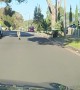 Large Kangaroo Hops Down Craigieburn Street