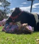 My Daughter Sings to Her Cow Friend