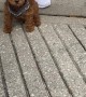 Tiny Toy Poodle Delights Passersby