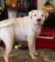 Bruno the American Bulldog Plays Tiny Piano