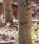 Hunter Has Close Encounter With a Mountain Lion