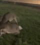 Bucks Battle Near Factory in Pittsburgh