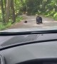 Road Blocked by Family of Bears