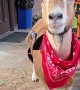 Goat Dressed Up As Sheriff For Halloween