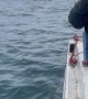 Fisherman Inadvertently Rescue Seal