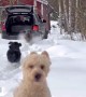 Doodles Dash Through Drift of Snow