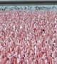 A Flamboyance of Flamingos Gather in Kazakhstan