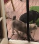 Cat Jumps Through Magnetic Screen Door