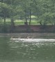 Deer Swim Across Lake
