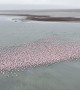 Flamingos Overtake Kazakhstan's Lake Karakol