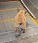 Dog Has Fun On Escalator Rides