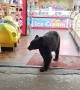 Black Bear Orders Sweets At Gatlinburg Shop