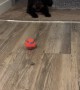 Puppy Invents Her Own Game