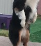 Australian Shepherd Is Meerkat Impressionist