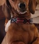 Distinguished Dachshund Folds Paws Like Gentleman