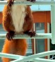 Red Squirrel Visits Balcony