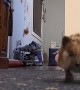 Fast And Curious Hedgehog
