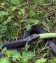 Snake Eats Another Snake