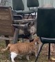 Cat Makes a Deer Friend